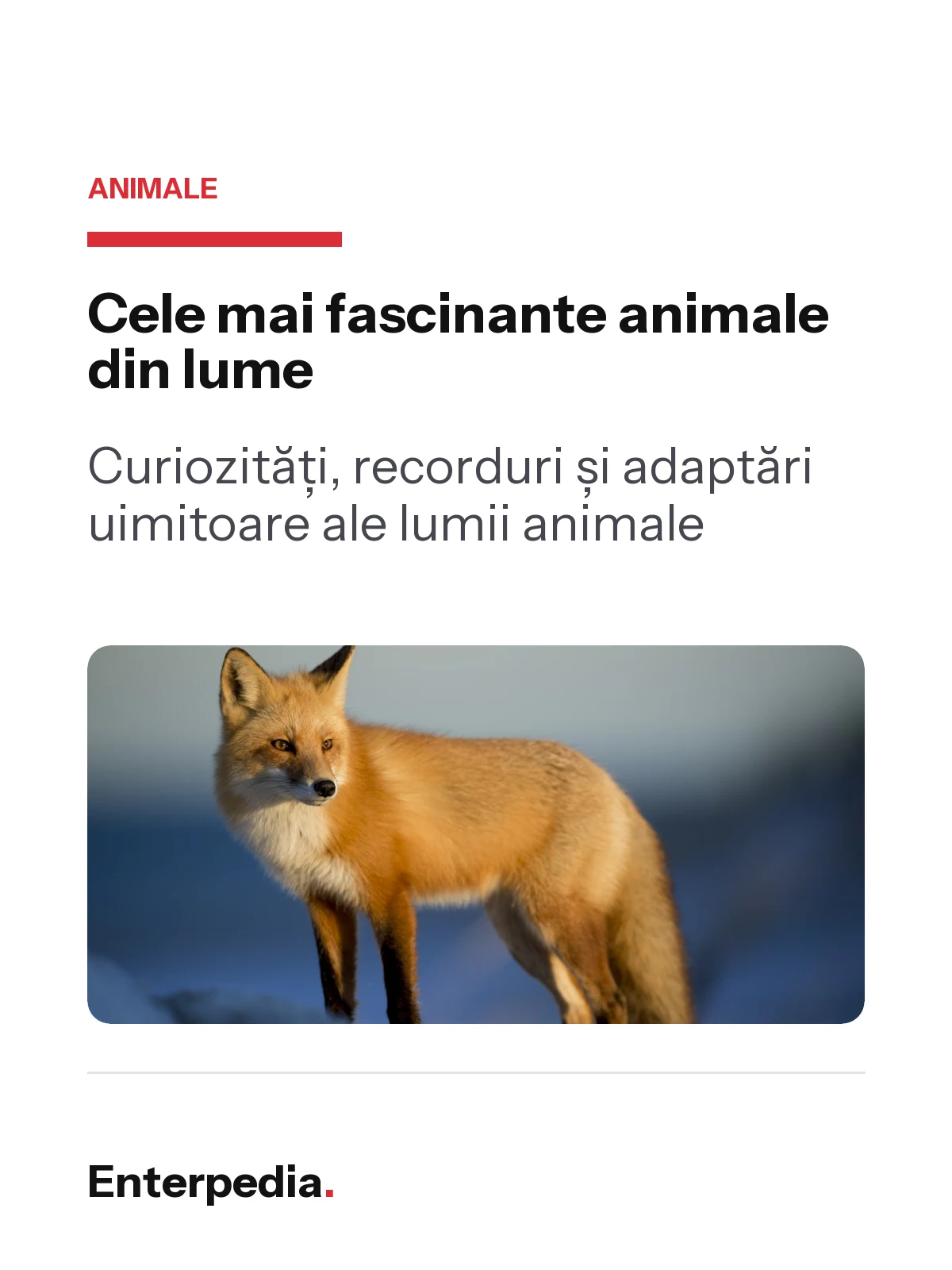 copertă Cele mai fascinante animale din lume