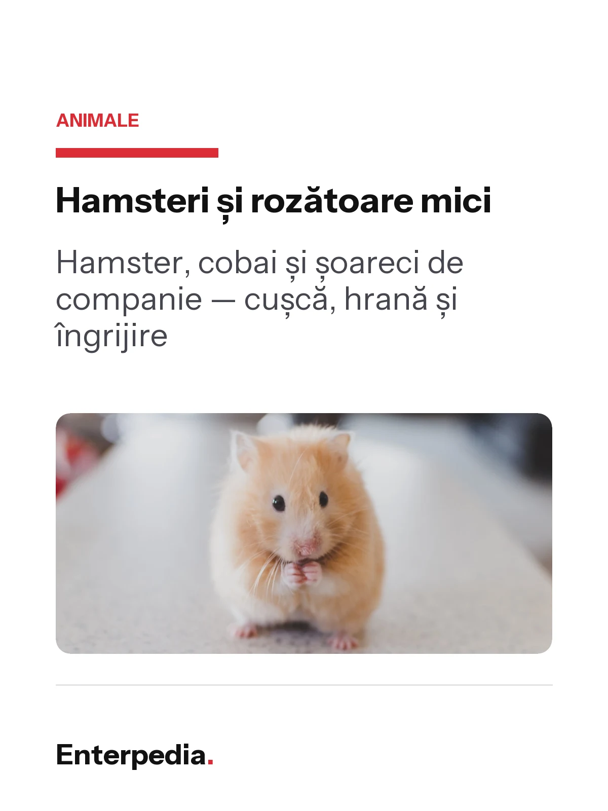 copertă Hamsteri și rozătoare mici