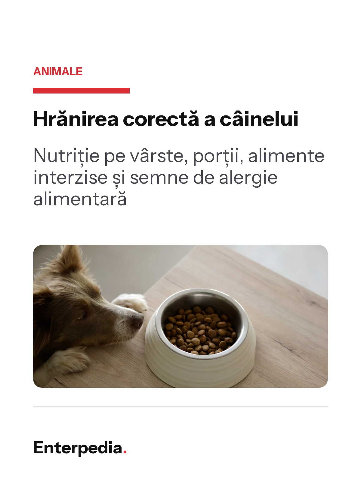 copertă Hrănirea corectă a câinelui