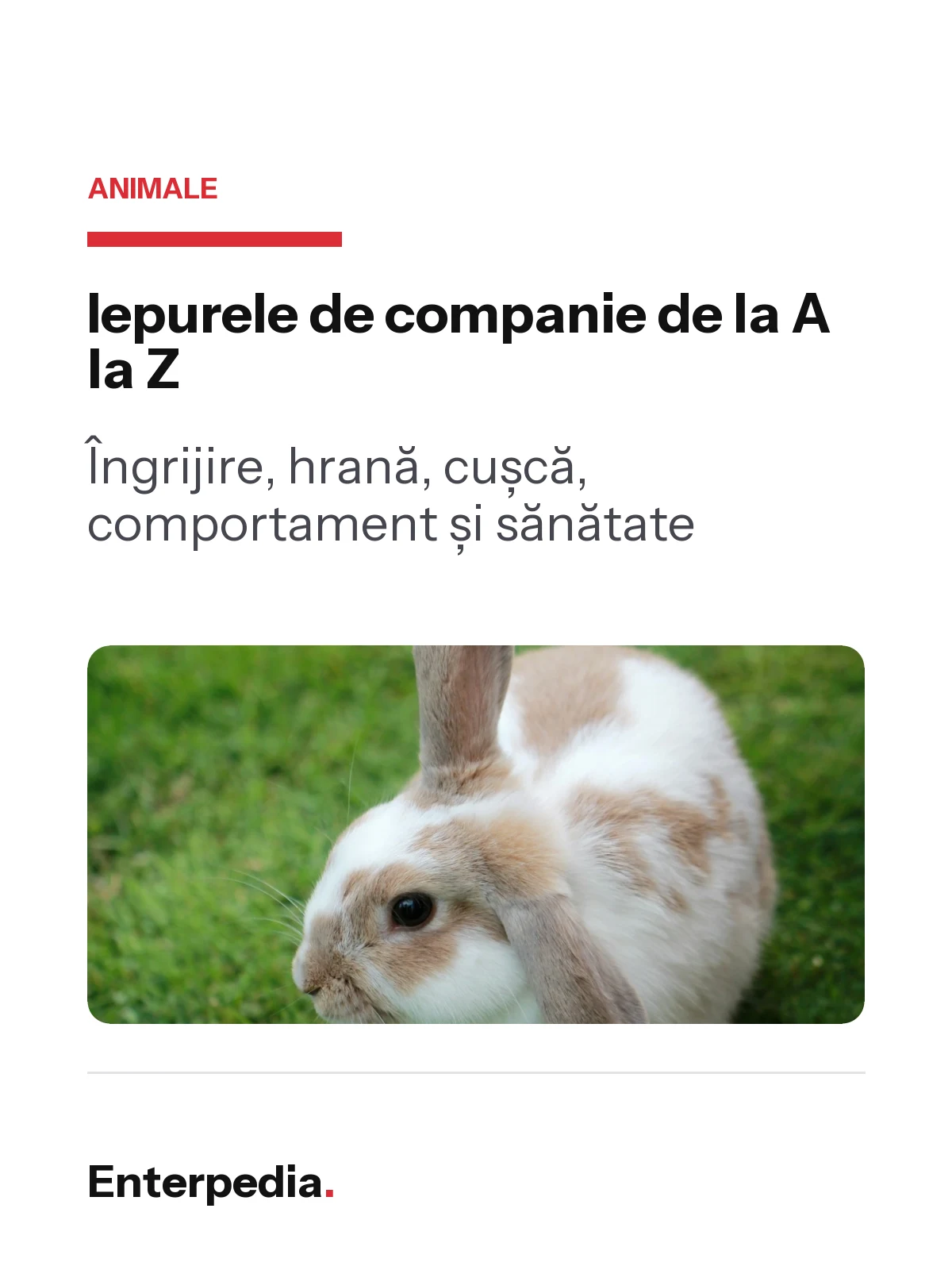 copertă Iepurele de companie de la A la Z