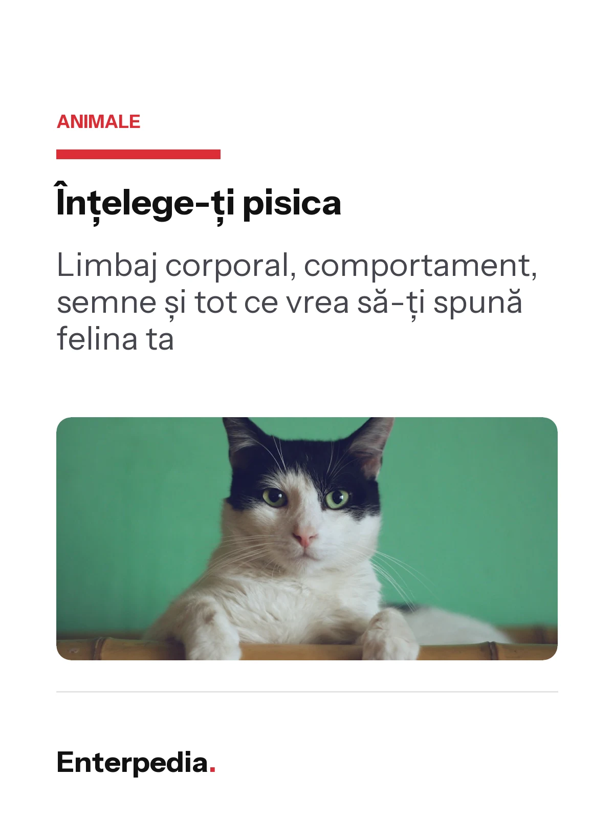 copertă Înțelege-ți pisica