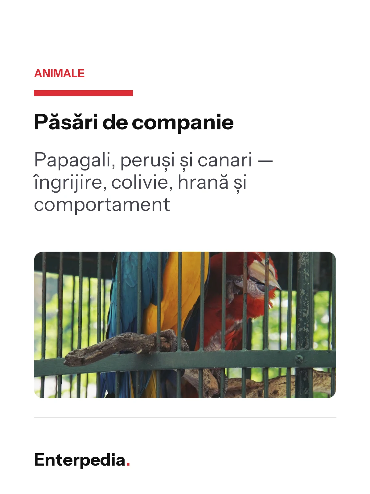 Previzualizare 1