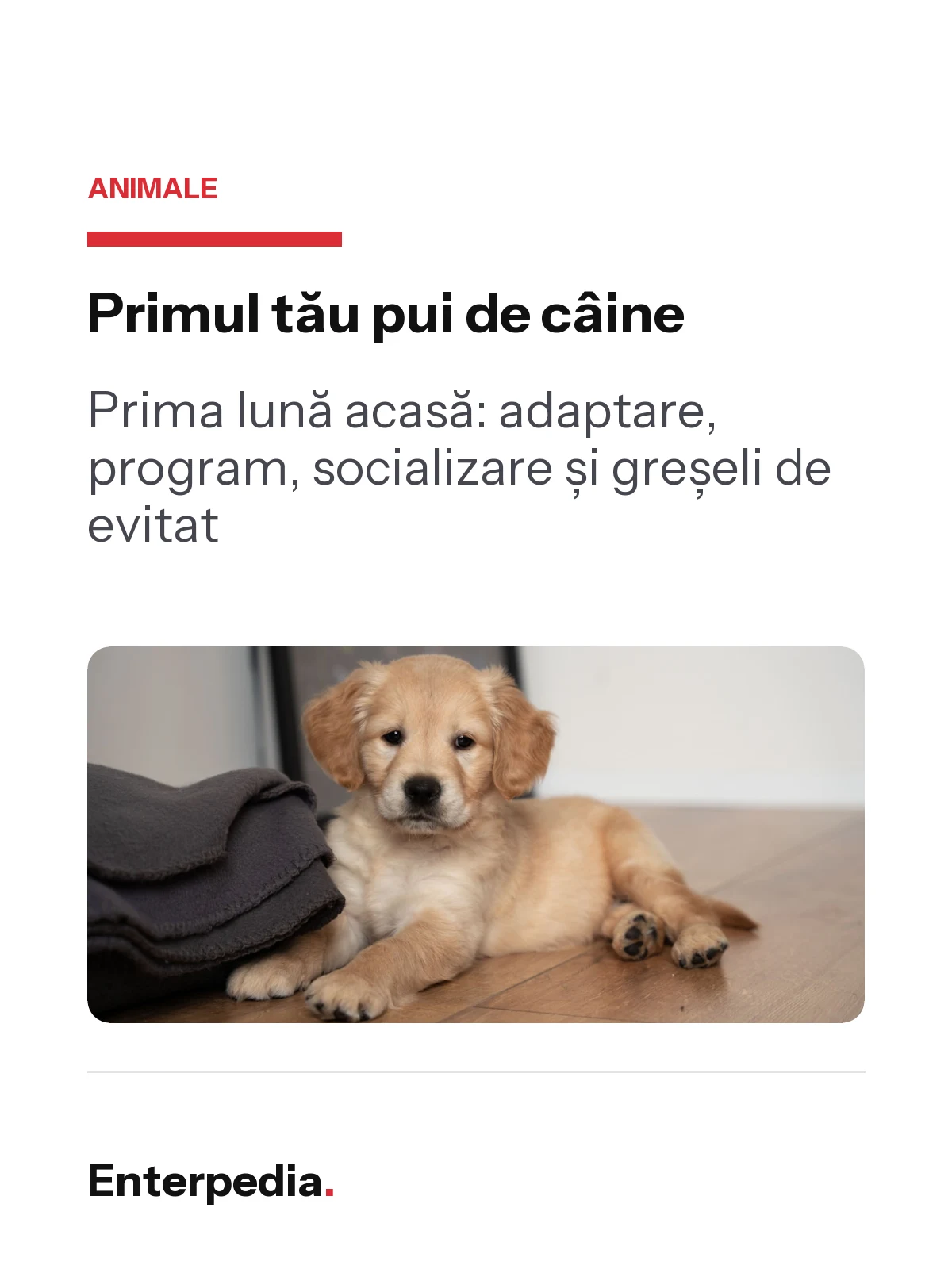 copertă Primul tău pui de câine