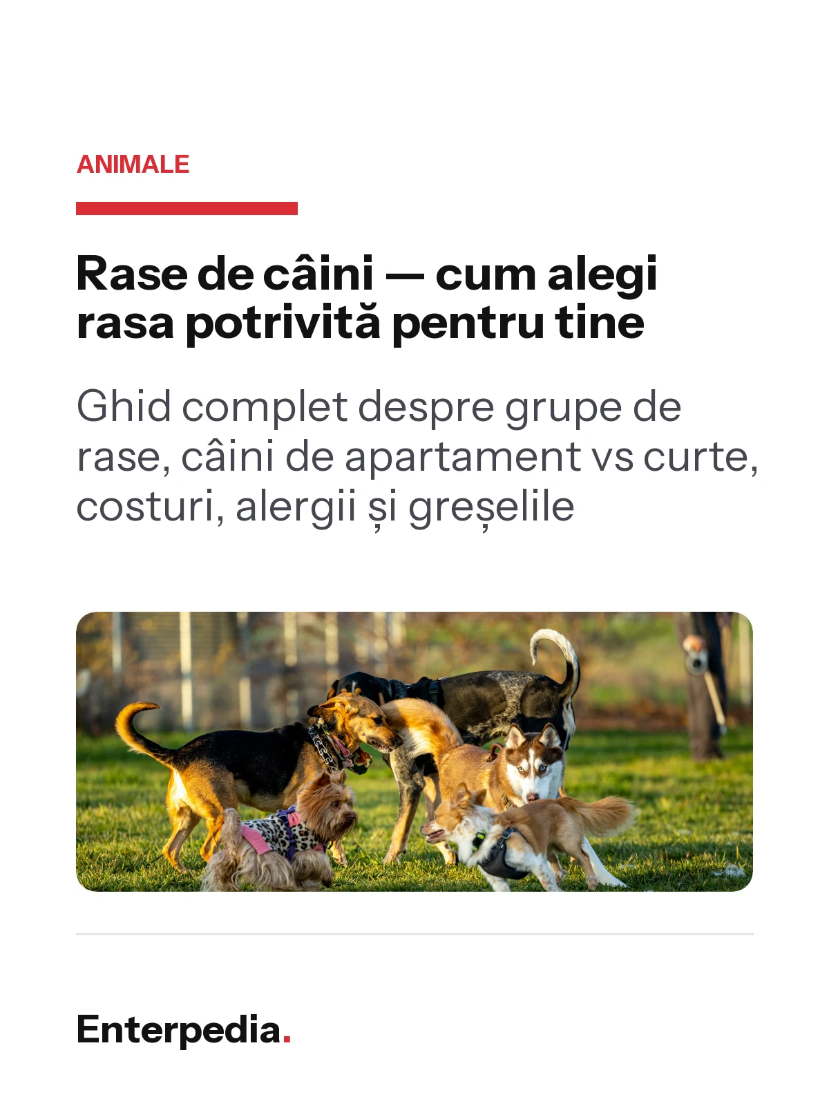 copertă Rase de câini — cum alegi rasa potrivită pentru tine