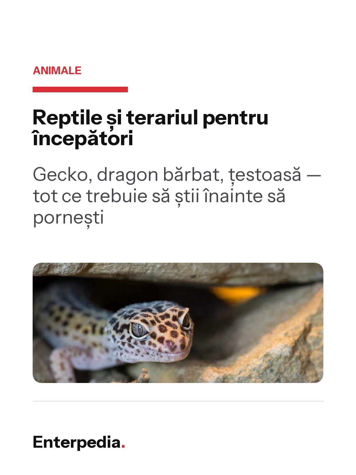 copertă Reptile și terariul pentru începători