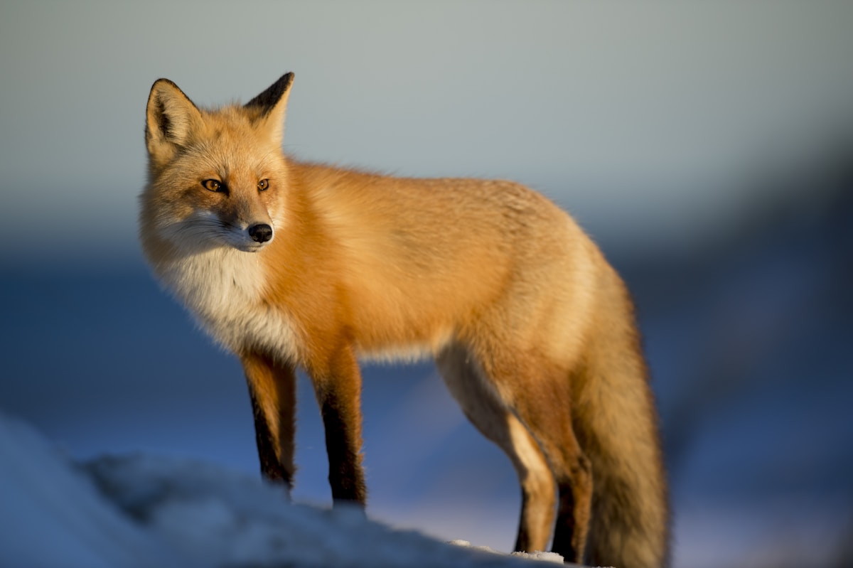 Cele mai fascinante animale din lume