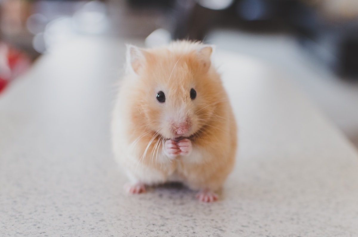 Hamsteri și rozătoare mici