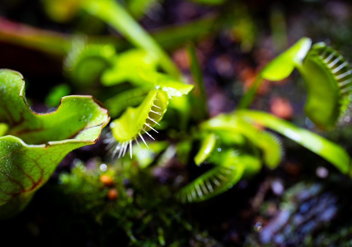 Plante fascinante