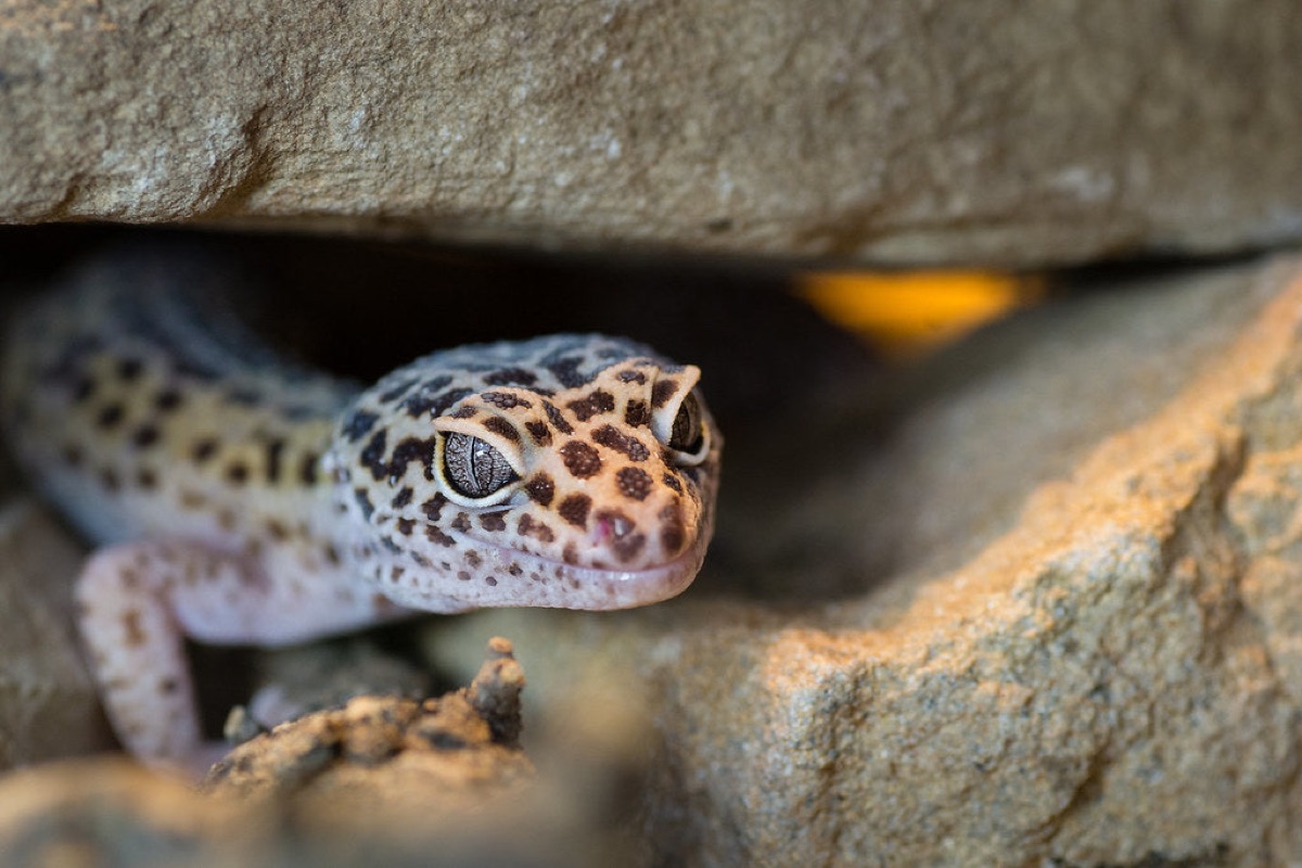 Reptile și terariul pentru începători